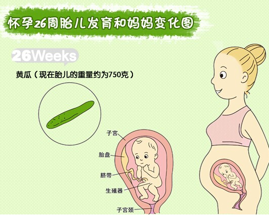 【怀孕26周】怀孕26周胎儿发育情况_怀孕26周注意事项