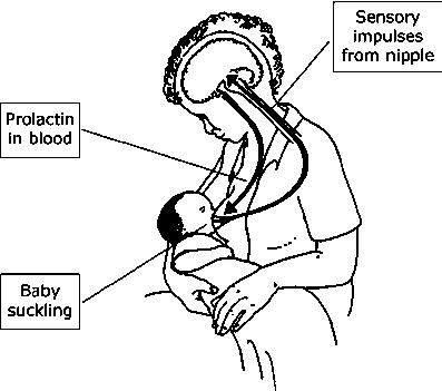 【泌乳素】催乳素_泌乳素高的原因