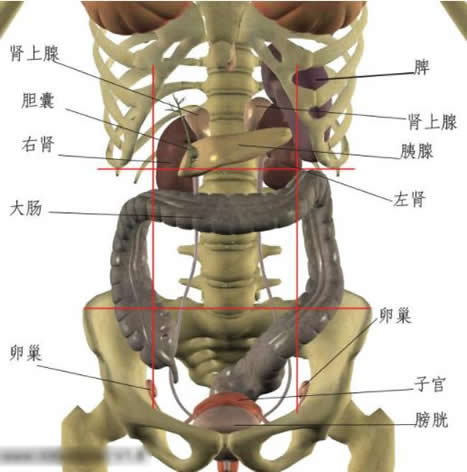 左腹部疼痛的可能病因：分析对应内脏器官位置判断病因