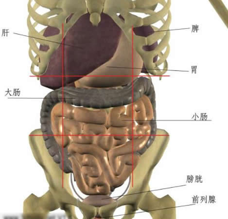 左腹部疼痛的可能病因：分析对应内脏器官位置判断病因