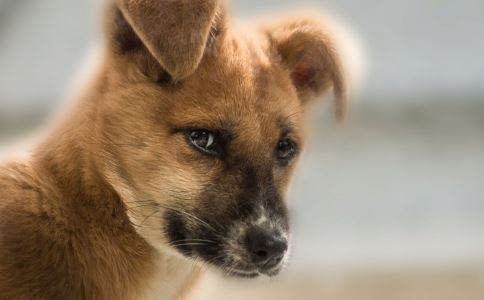 男童被狗舔后死亡 患上狂犬病的初期症状