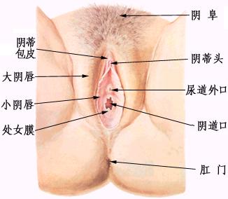 女性阴部真实照片：详解女人真实完美阴道图片【多图】