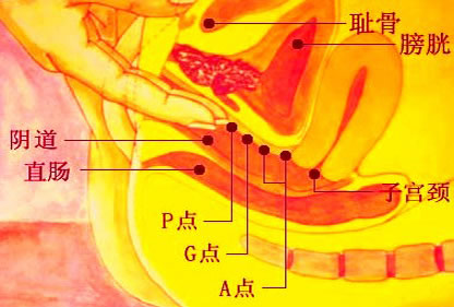 女人a点g点u点位置图:女人A点G点U点分别在哪儿