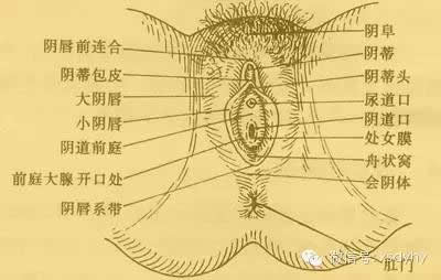 最标准的私处(图片):科学展示女性阴部尺寸