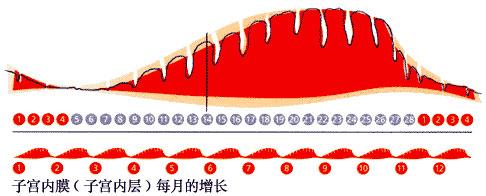 子宫内膜厚度多少最合适?薄了难怀孕,厚了易致癌!