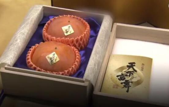 天价柿子2个5万元是什么情况 天价柿子到底长什么样