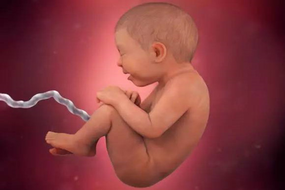 怀孕1一40周真人过程图 孕期胎儿发育对比图片