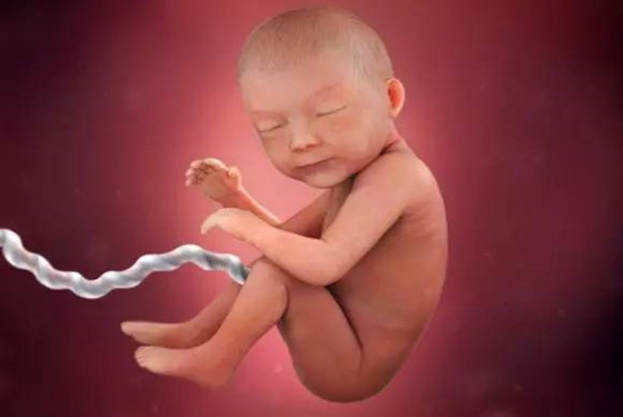 怀孕1一40周真人过程图 孕期胎儿发育对比图片