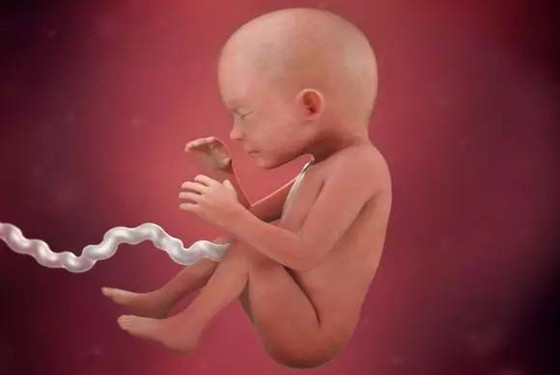 怀孕1一40周真人过程图 孕期胎儿发育对比图片