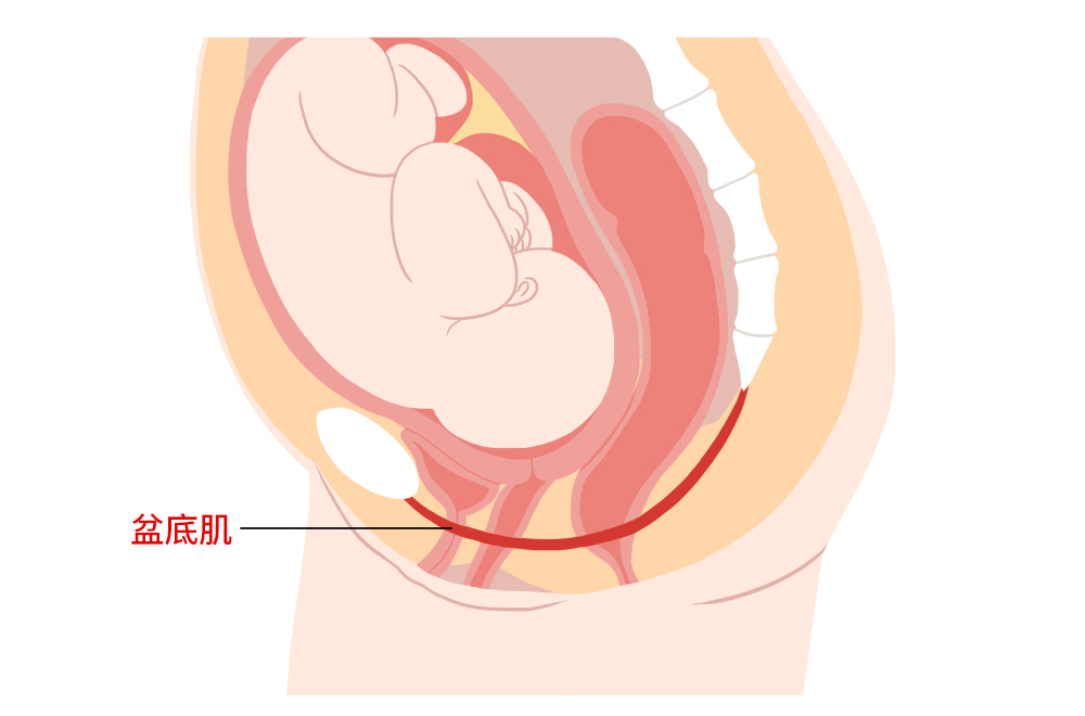产后42天至1年是盆底肌修复黄金期，错过怎么办？