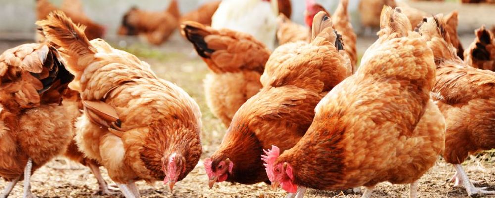 四川发生禽流感疫情 人会感染禽流感吗