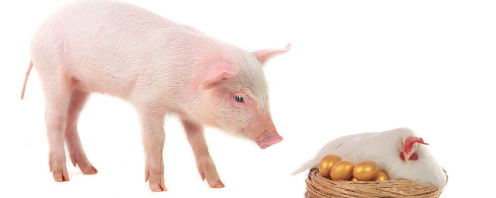 四川发生禽流感疫情 人会感染禽流感吗