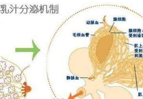 乳汁是血液变成的还是直接由食物变成的 乳汁什么怎么样形成的?