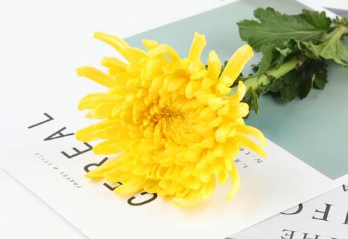 哺乳期可以喝菊花茶吗 哺乳期可以喝菊花茶吗