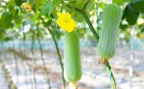 下奶八种蔬菜 下奶八种蔬菜 多吃让你奶水吃不完