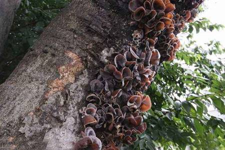 木耳的功效与作用 木耳的禁忌