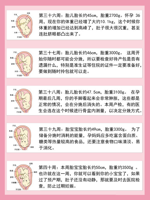 第三十六周-第四十周