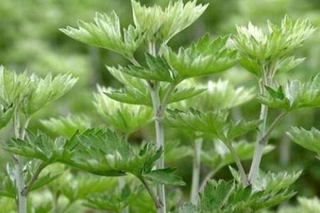 用两种花花熬汤能缓解痛经