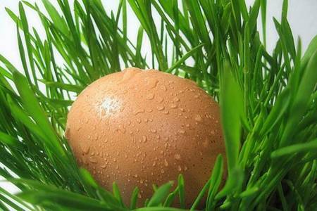煮鸡蛋需要多少时间才能煮熟？煮鸡蛋最佳正确时间