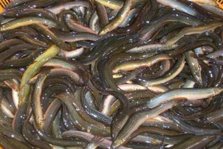 男人吃什么能提高性功能持久？这五个男人补肾壮阳食物