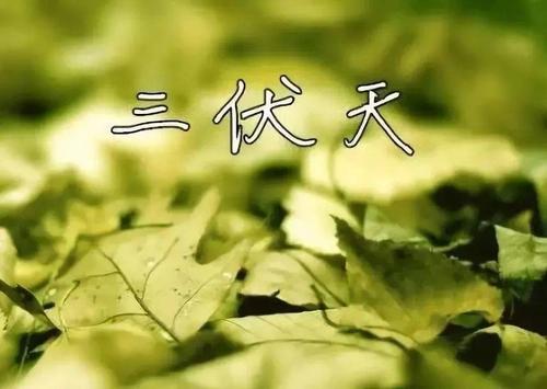三伏天是什么意思
