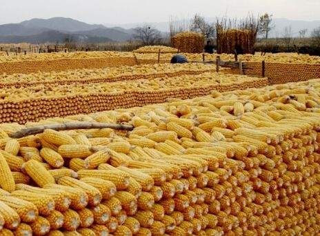 玉米价格最新行情2021