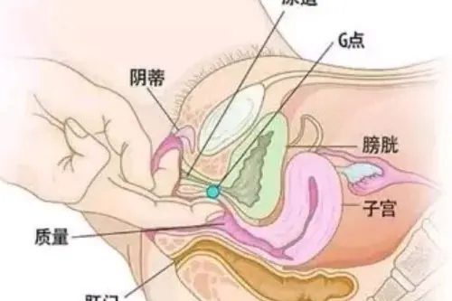 那G点是什么呢?女人的g点在什么位置