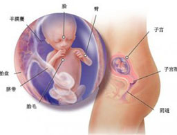 【怀孕14周】怀孕14周胎儿发育情况_怀孕14周胎儿图