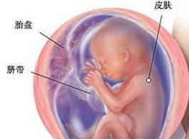【怀孕20周】怀孕20周胎儿发育情况_怀孕20周胎儿图