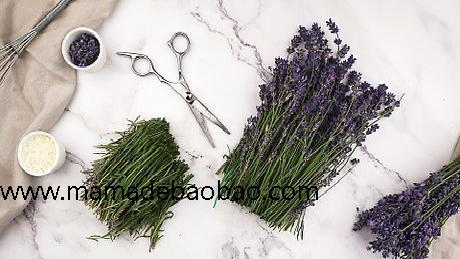 如何制作薰衣草油（制作薰衣草浸泡油）